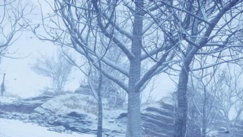 Videohive - Winter Deciduous Forest on a Foggy Morning - 34135976 - 34135976