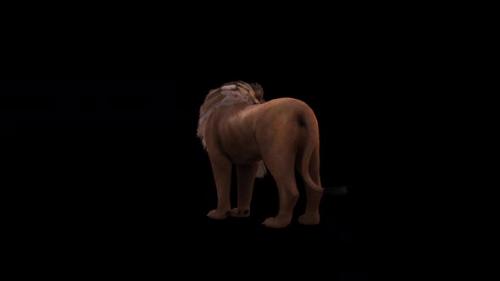 Videohive - Lion İdle Back View - 34137950 - 34137950