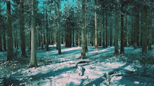 Videohive - Snow Covered Conifer Forest at Sunny Day - 34136534 - 34136534