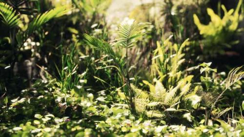 Videohive - Close Up Jungle Grass and Plants - 34136583 - 34136583