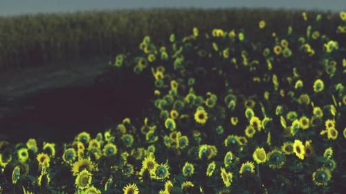 Videohive - Field of Blooming Sunflowers on a Background Sunset - 34136597 - 34136597