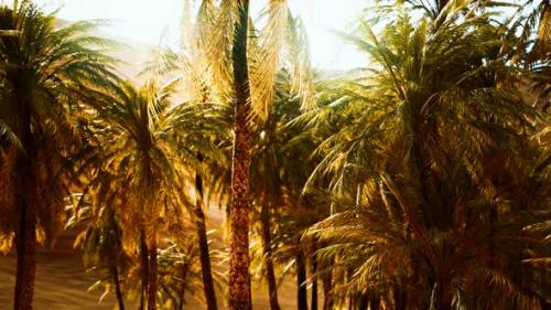 Videohive - Palm Trees Inside the Dunes - 34136636 - 34136636