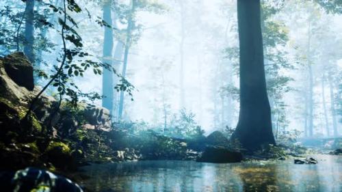 Videohive - Forest with Pond and Mist with Sunrays - 34136707 - 34136707