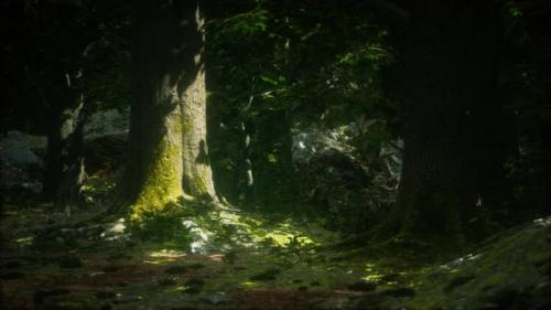 Videohive - Old Trees with Lichen and Moss in Green Forest - 34136813 - 34136813