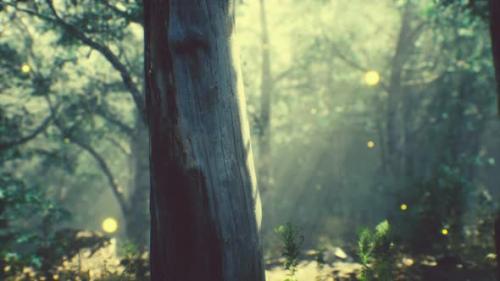 Videohive - Rays of Sunlight in a Misty Forest in Autumn - 34136851 - 34136851