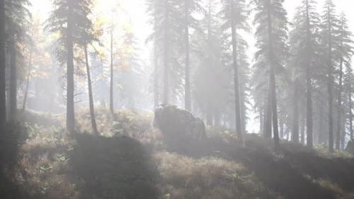 Videohive - Bright Early Morning Forest in Mountains - 34136864 - 34136864