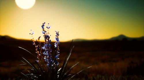 Videohive - Wild Flowers on Hills at Sunset - 34136868 - 34136868