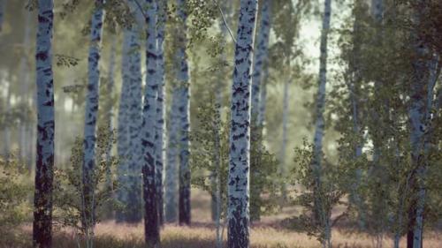 Videohive - Birch Forest in Sunlight in the Morning - 34136983 - 34136983