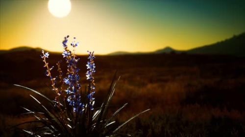 Videohive - Wild Flowers on Hills at Sunset - 34158194 - 34158194