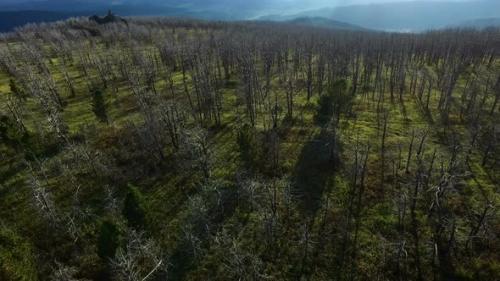 Videohive - Trees After Forest Fire in Ecology Damage Concept - 22980297 - 22980297