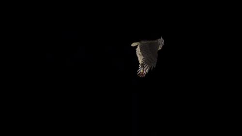 Videohive - Horned Owl with Lantern Lamp - Flying Loop - Screen Circle - 34120884 - 34120884