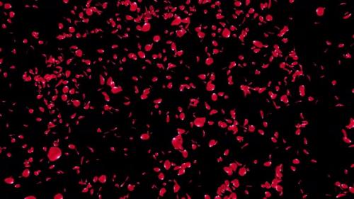 Videohive - Rose Petal Explosion 4K - 34255994 - 34255994