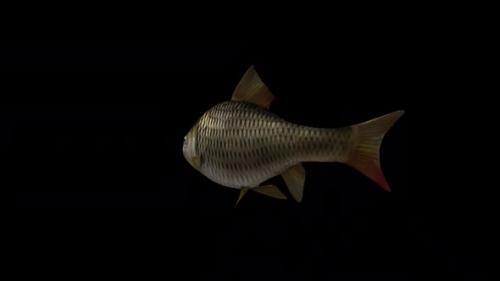 Videohive - Fish Slow Swimming - Back Side View - 34214893 - 34214893