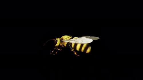 Videohive - Bee Back Side - 34214897 - 34214897