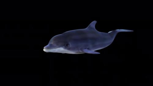 Videohive - Dolphin Swimming Front View - 34214900 - 34214900