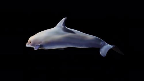 Videohive - Dolphin Swimming Back Side View - 34214902 - 34214902