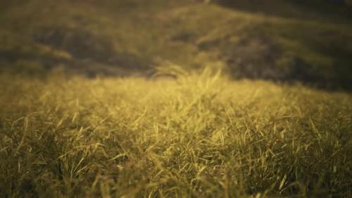 Videohive - Golden Rocks and Grass in Mountains - 34249424 - 34249424