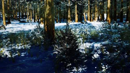 Videohive - Snow Covered Conifer Forest at Sunny Day - 34249435 - 34249435