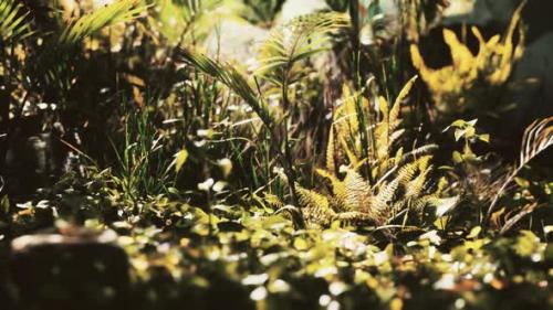 Videohive - Close Up Jungle Grass and Plants - 34249450 - 34249450