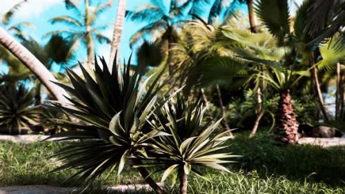 Videohive - Tropical Palms and Plants at Sunny Day - 34249454 - 34249454