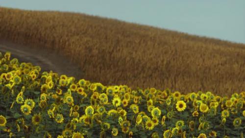 Videohive - Field of Blooming Sunflowers on a Background Sunset - 34249484 - 34249484