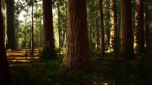 Videohive - Giant Sequoias in the Giant Forest Grove in the Sequoia National Park - 34249532 - 34249532