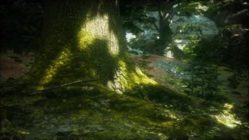 Videohive - Tree with Moss on Roots in a Green Forest - 34249546 - 34249546