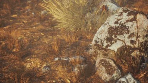 Videohive - Dry Grass and Rocks Landscape - 34249558 - 34249558