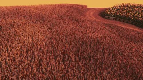 Videohive - Gold Wheat Field at Sunset Landscape - 34249570 - 34249570