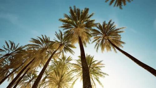 Videohive - View of the Palm Trees Passing By Under Blue Skies - 34249634 - 34249634