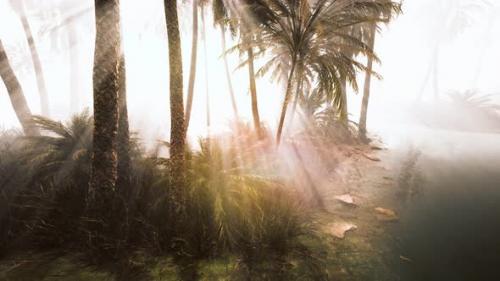 Videohive - Coconut Palms in Deep Morning Fog - 34249640 - 34249640