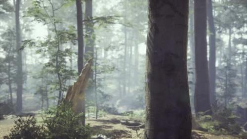 Videohive - Foggy Forest with Soft Sun Light - 34249683 - 34249683