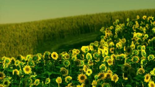 Videohive - Field of Blooming Sunflowers on a Background Sunset - 34328656 - 34328656