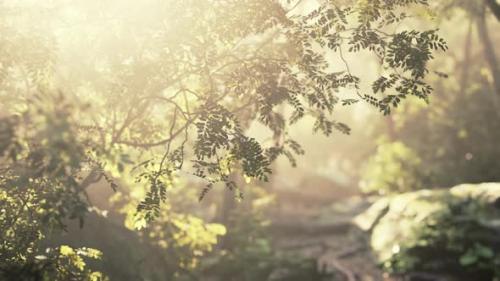 Videohive - Sunshine in a Tropical Forest - 34328696 - 34328696