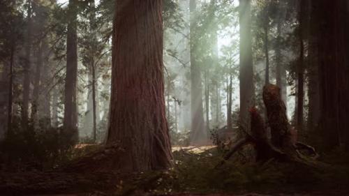 Videohive - Giant Sequoias in the Giant Forest Grove in the Sequoia National Park - 34328708 - 34328708