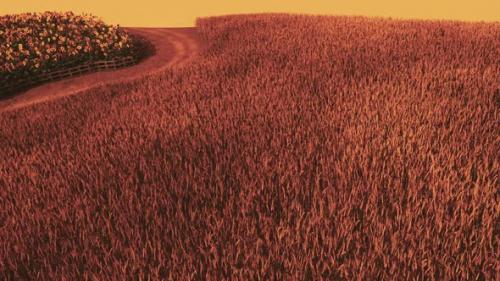 Videohive - Gold Wheat Field at Sunset Landscape - 34328726 - 34328726