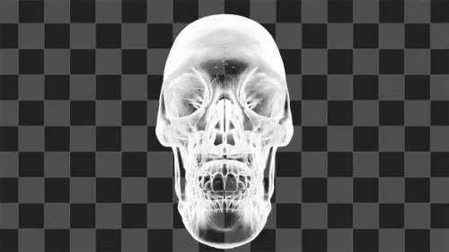 Videohive - X Ray Skull Rotating Loop - 33183155 - 33183155