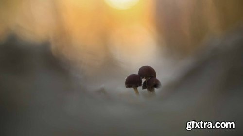 Mango-Ice Photography - Shooting Dune Mushrooms on the Beach