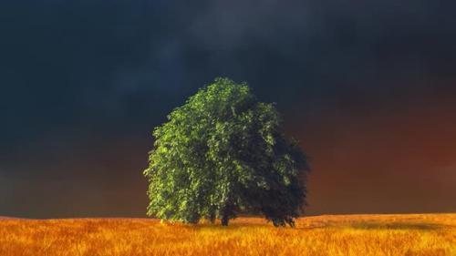 Videohive - tree alone in the field, live photo - 34423282 - 34423282