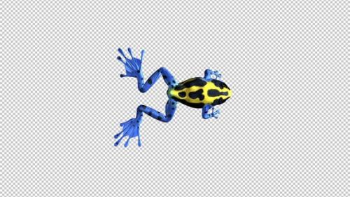 Videohive - Jumping Frog - II - Poison Dart - Yellow Black Blue - Top View - 34423664 - 34423664