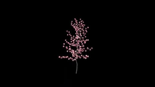 Videohive - Sakura Flower Growing - 34437876 - 34437876