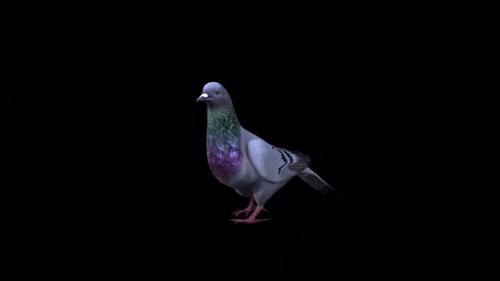 Videohive - Pigeon Walk View From Front Side - 34439511 - 34439511