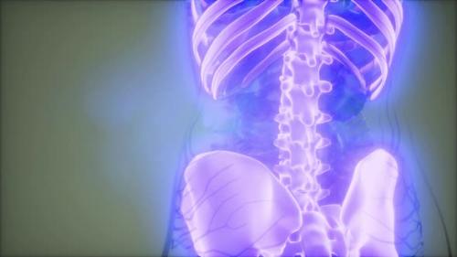 Videohive - Transparent Human Body with Visible Bones - 34340299 - 34340299