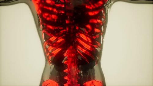 Videohive - Human Skeleton Bones Scan Glowing - 34340310 - 34340310