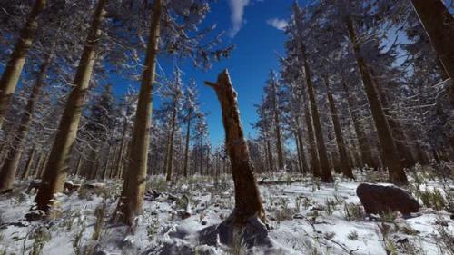 Videohive - Landscape Snow Trees Dense Forest in Winter - 34491429 - 34491429