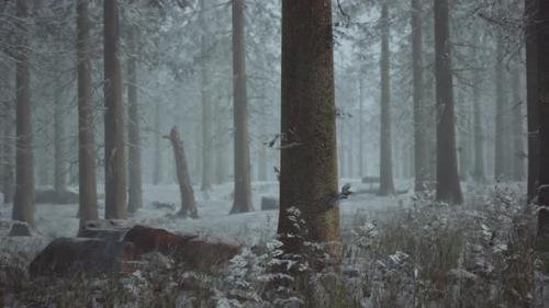 Videohive - Winter White Frozen Forest in Snow - 34491432 - 34491432