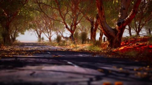 Videohive - Open Road in Australia with Bush Trees - 34491512 - 34491512