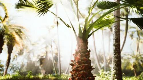 Videohive - Tropical Garden with Palm Trees in Sun Rays - 34491551 - 34491551