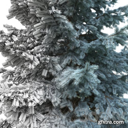 Spruce | Picea pungens # 2 (7.4-5.5m)