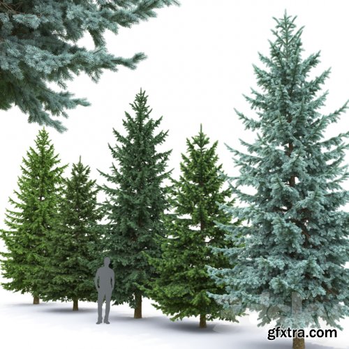 Spruce | Picea pungens # 2 (7.4-5.5m)